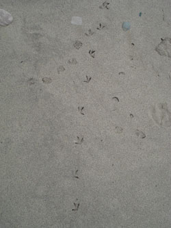Piping Plover tracks