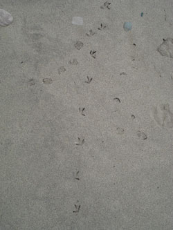  - plover-tracks