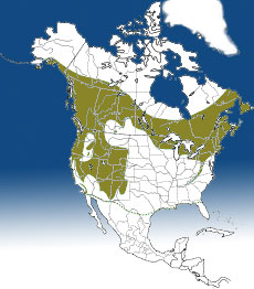 Distribution of the Red-breasted Nuthatch
