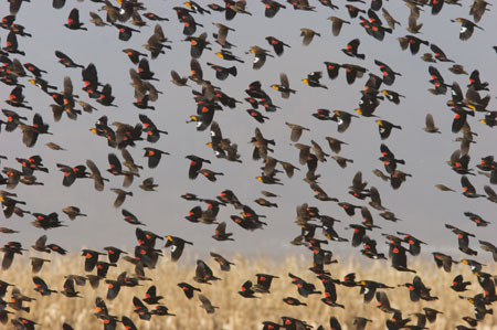 Flock of birds, including red-winged blackbird