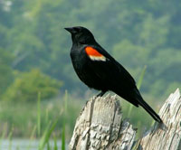 Red-winged Blackbird