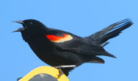 Red-winged blackbird