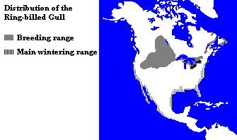 Distribution of the Ring-billed Gull