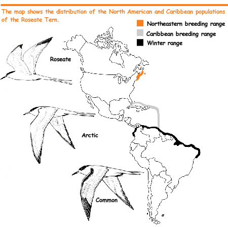 Distribution of the Roseate Tern