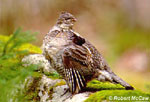 Ruffed Grouse