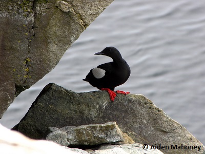 Guillemot à miroir