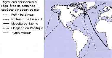 La répartition des oiseaux marins