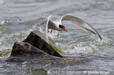 Common Tern