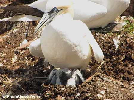 Northern Gannet