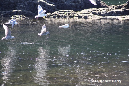 Herring Gulls feeding
