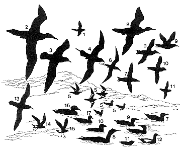 Silhouettes caractéristiques des oiseaux de mer les plus facilement observables dans la partie occidentale de l’Atlantique Nord