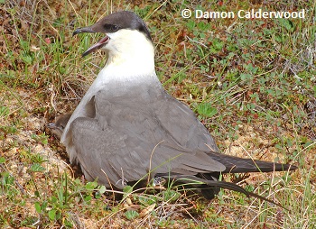 Long-tailed Jaeger