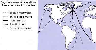 Seasonal Migration of Seabirds