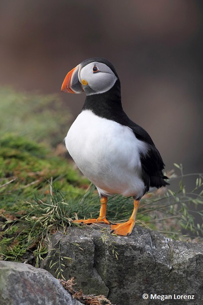 Atlantic Puffin