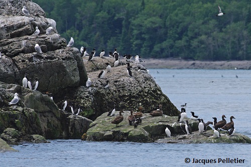 Several species of seabirds in a colony