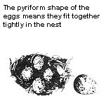 Pyriform shaped eggs