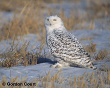 Snowy owl