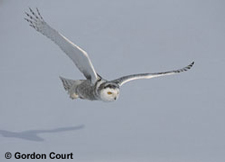 Snowy Owl in flight