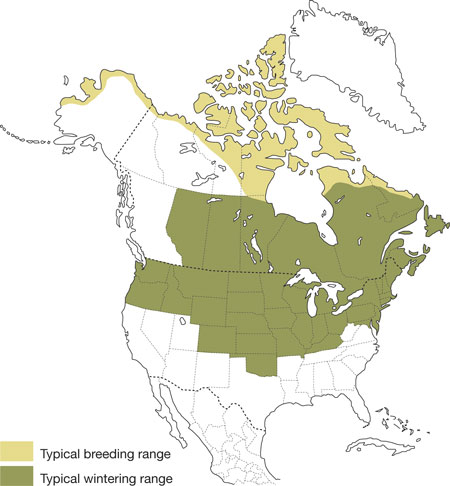 Distribution of the Snowy Owl