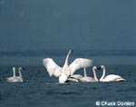 Tundra Swan