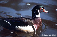 Wood Duck