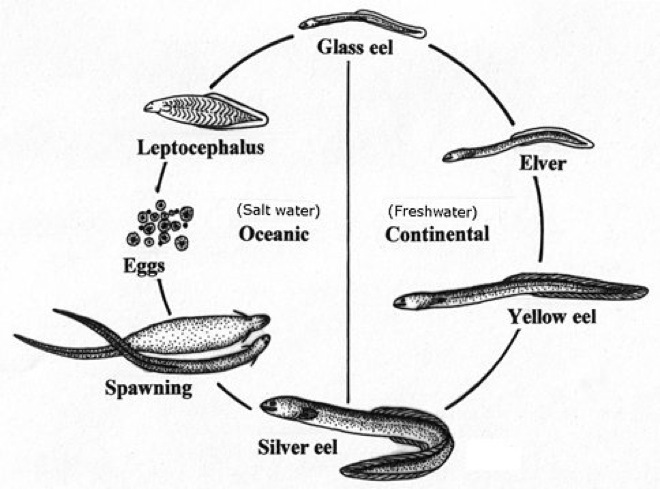 Hinterland Who's Who - American Eel