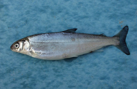 Atlantic whitefish 