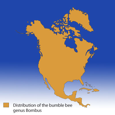 Distribution of Bumble Bee