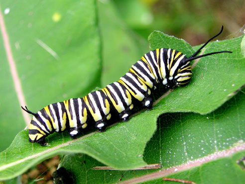 Catepillar