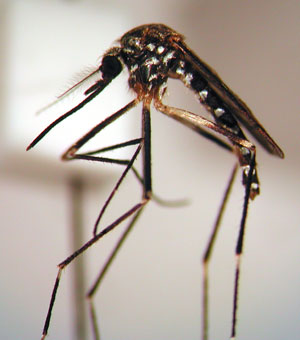 Mosquito