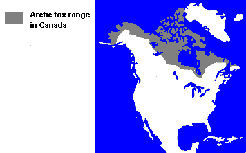 Arctic Fox range in Canada