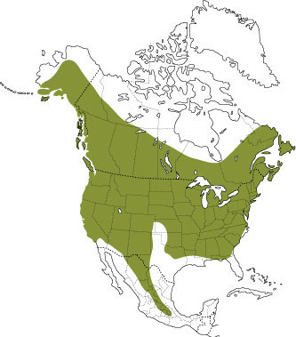 Distribution of the little brown bat