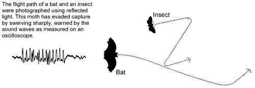 Flight path of a bat