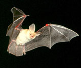 Pallid bat