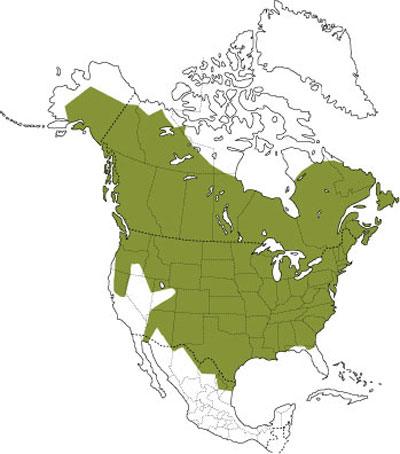 Distribution of the Beaver