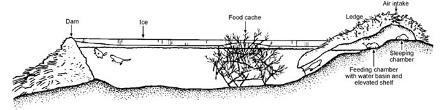 Beaver lodge, food cache, and dam in water