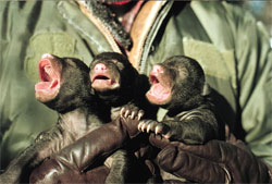 Black Bear Cubs