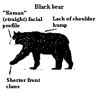 Black Bear Traits