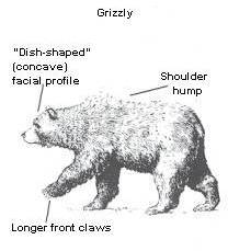 Grizzly Bear Traits