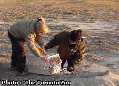 Black-footed Ferret conservation