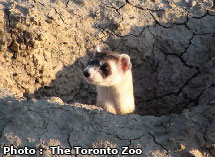 Black-footed Ferret