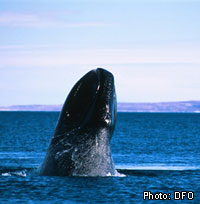 Bowheaded Whale