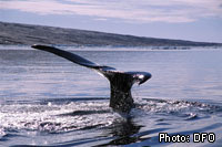 Bowheaded Whale