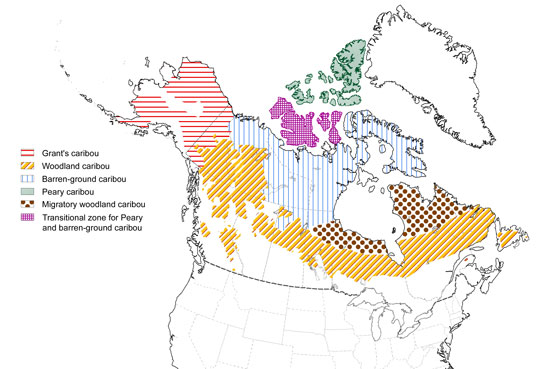 Distribution of Caribou
