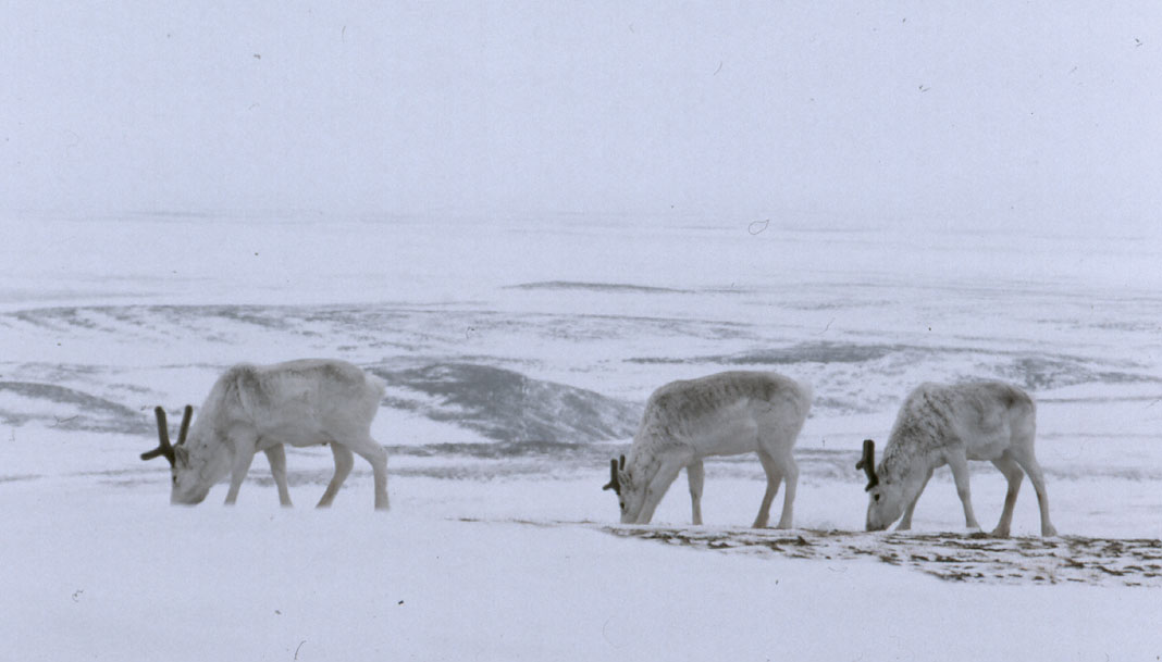 Peary Caribou