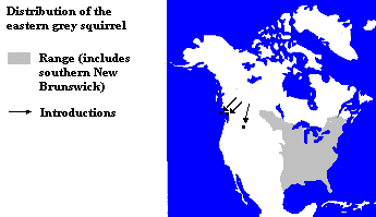 Distribution of the Eastern Grey Squirrel