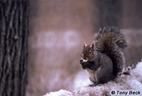 Eastern Grey Squirrel