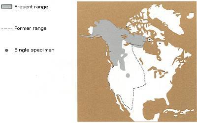 Distribution of the Grizzly Bear