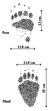 Grizzly Tracks