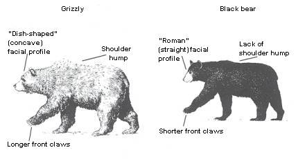 GRIZZLY BEAR definition and meaning